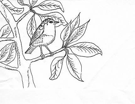 Robin