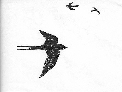 Swallow in Flight